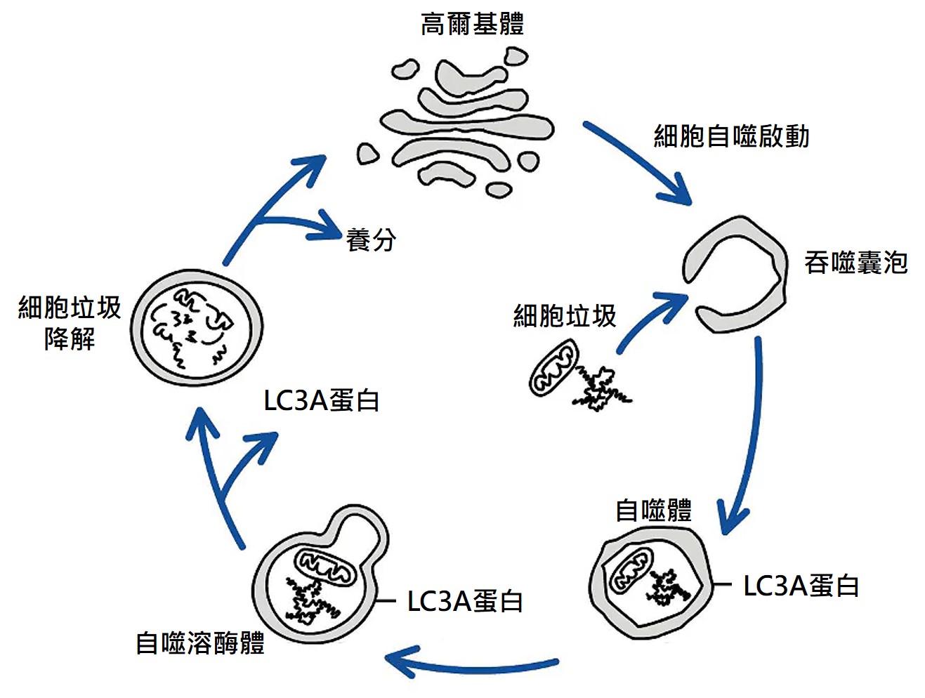 細胞自噬機制