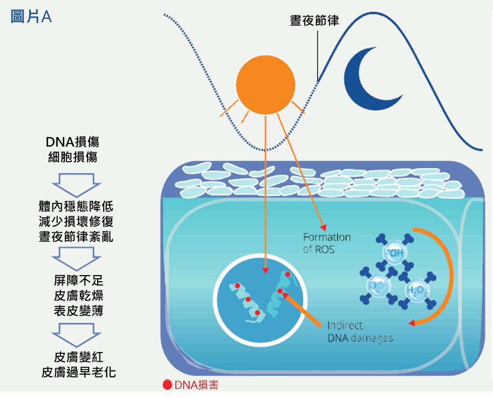 作用機制A