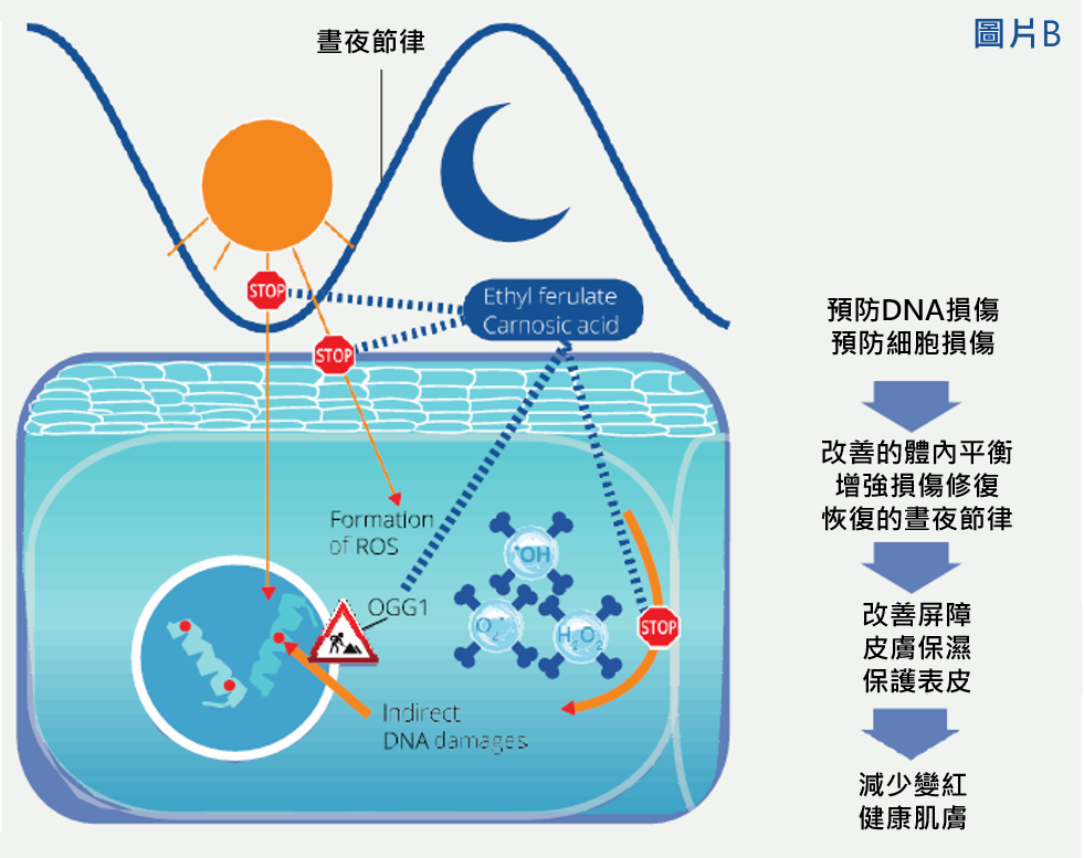 作用機制B