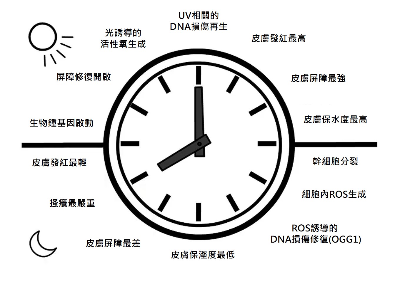 肌膚生理時鐘