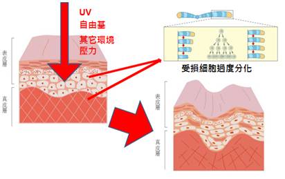 03 受外在壓力引起的細胞過度分裂示意圖