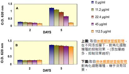 04 休眠因子抑制角質細胞生長實驗